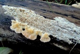 Coriolopsis gallica image