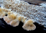 Coriolopsis gallica image