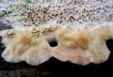Coriolopsis gallica image