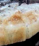 Coriolopsis gallica image
