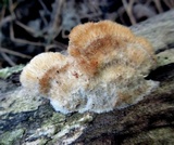 Coriolopsis gallica image