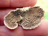 Coriolopsis gallica image