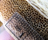 Coriolopsis gallica image