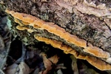 Coriolopsis gallica image