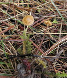 Galerina vittiformis image