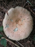 Lactarius deterrimus image