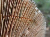 Lactarius deterrimus image