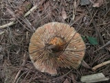 Lactarius deterrimus image
