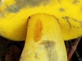 Pulchroboletus rubricitrinus image