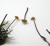 Galerina vittiformis image