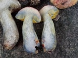 Pulchroboletus rubricitrinus image