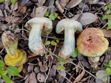 Pulchroboletus rubricitrinus image
