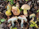 Pulchroboletus rubricitrinus image