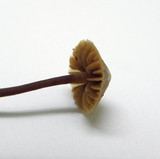 Galerina vittiformis image