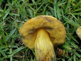 Boletus luridellus image
