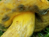 Boletus luridellus image