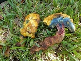 Boletus luridellus image