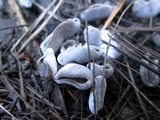 Helvella cupuliformis image