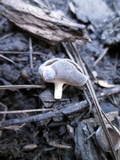 Helvella cupuliformis image