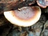 Lentinellus ursinus image