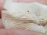 Lentinellus ursinus image