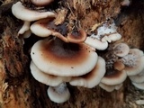 Lentinellus ursinus image