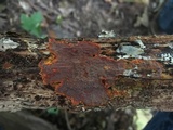 Phlebia coccineofulva image