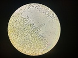 Phlebia coccineofulva image