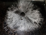 Chlorophyllum hortense image