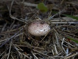 Lepiota subincarnata image