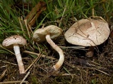 Lepiota subincarnata image