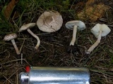 Lepiota subincarnata image