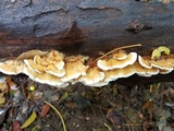 Trametopsis cervina image