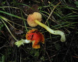 Hygrocybe punicea image