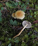 Hypholoma capnoides image