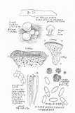 Hymenoscyphus imberbis image