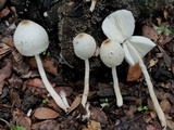 Leucocoprinus cepistipes image
