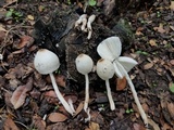 Leucocoprinus cepistipes image