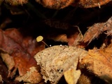 Marasmius limosus image