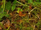 Marasmius limosus image