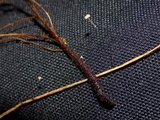Marasmius limosus image