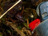 Marasmius limosus image