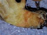Hortiboletus campestris image