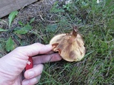 Paxillus involutus image