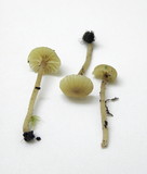 Lichenomphalia umbellifera image