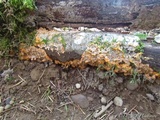 Phlebia radiata image