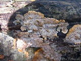 Phlebia radiata image