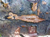 Phlebia radiata image