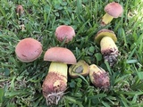 Pulchroboletus rubricitrinus image