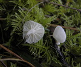 Hemimycena candida image